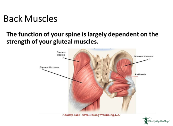 Preview: The function of your spine is largely dependent on the strength of your gluteal muscles